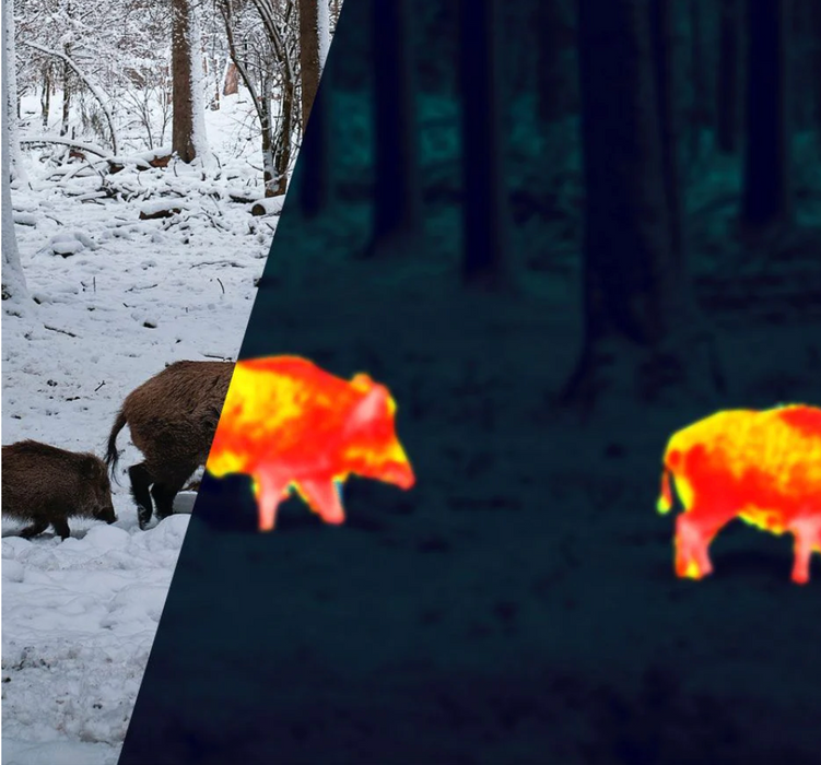 thermal imaging of wild boars through Alpen Apex Thermal Monocular 