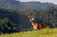 detailed deer through Alpen Rainier binoculars ED HD 10x42